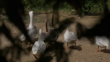Group-Of-Common-Ducks-Walking-On-Dirt-Ground-Seen-Through-Leaves
