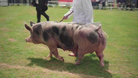 Gloucestershire-Old-Spots,-A-Rare-English-Breed-Of-Pig---Farm-Animal-Contest-Entry-And-Showdown-During-Royal-Cornwall-Show-In-Cornwall,-England,-UK---Medium-Shot