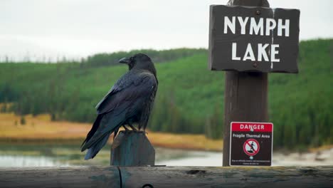 Raven-perched-on-a-post-near-steamy-Nymph-Lake-with-full-sign