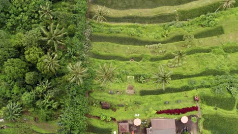 Woman-on-large-tree-swing-in-tropical-rice-field-from-above
