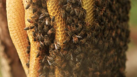 Tilt-movement-showing-the-entire-hive-on-a-honeycomb-making-out-a-colony-of-wild-Apis-Mellifera-Carnica-or-European-Honey-Bees-attached-to-a-branch