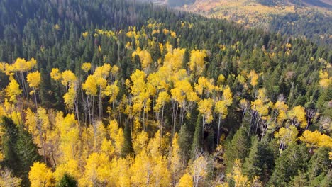 Flying-above-and-aspen-and-pine-forest-then-tilting-up-to-reveal-the-greater-mountain-landscape-and-alpine-peak