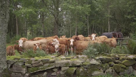 Un-Grupo-De-Vacas-De-Pie-Apretadas-Por-Un-Pequeño-Muro-De-Piedra