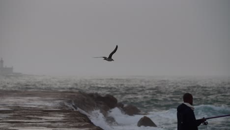 Solo-seagull-flying-in-stormy-day