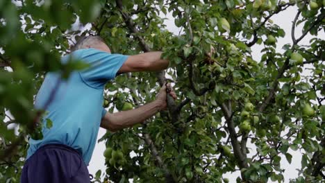 Whistling-retired-caucasian-man-picking-green-pears-from-the-tree,-SLOW-MOTION