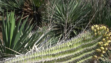 Cactus-Campo-Pan-Izquierda-Suculentas