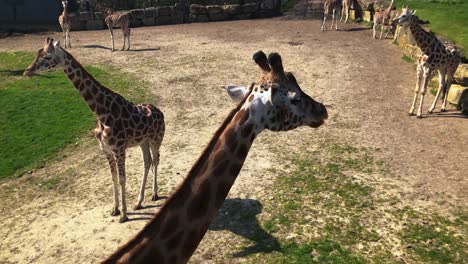 Gruppe-Der-Rothschild-Giraffe-Im-Longleat-Safari--Und-Abenteuerpark-In-Wiltshire,-England,-Großbritannien-An-Einem-Sonnigen-Tag