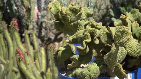 Kaktus-Mit-Gelben-Flecken-Schwenk-Nach-Links