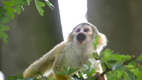 A-little-squirrel-monkey-walking-on-a-little-tree-branch-,-close-up-slow,-Apehnheul,-Apeldoorn,-Netherlands