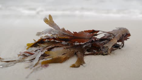 Seaweed-lying-on-shoreline,-close-up