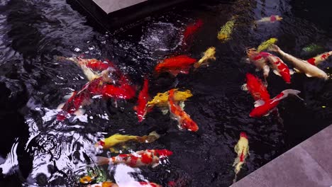 The-big-fancy-colorful-variety-of-ornamental-Koi-fish-in-the-pond-with-reflections-of-water-shadows-of-light