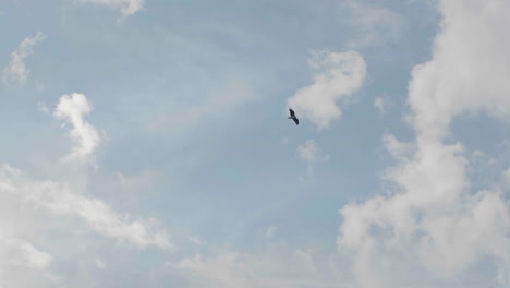 Pájaro-Se-Eleva-Alto-En-El-Cielo-Azul-Con-Nubes-Blancas-Esponjosas,-Fondo-Inspirador