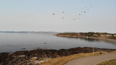Vogelschwarm-Fliegt-Während-Der-Drohnenlandung-An-Der-Küste-Von-Victoria,-Kanada
