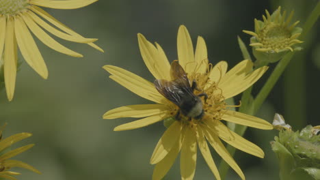 Nahaufnahme-Einer-Biene,-Die-Eine-Blume-Bestäubt-Und-Dann-In-Zeitlupe-Davonfliegt