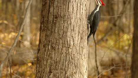 Pájaro-Carpintero-Usando-La-Lengua-Para-Buscar-Presas-Con-Vibración-En-La-Corteza-De-Madera-De-árbol