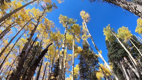 Arc-on-huge-Aspen-trees-towering-over-the-ground-below,-Northern-Arizona