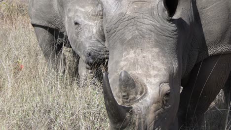 Close-Up-of-White-Rhino-bulls-Eating-Grass-in-Protected-Area-of-Kruger-National-Park,-South-Africa