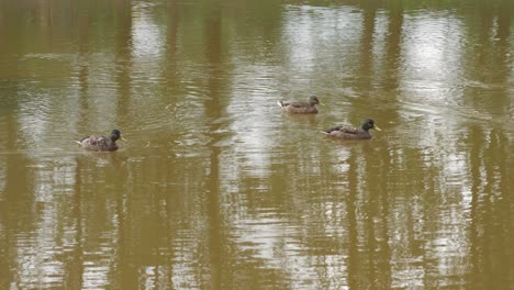 family-of-ducks-is-swimming-on-muddy-city-river