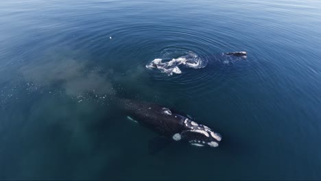 Südliche-Glattwale,-Die-Ruhig-Auf-Dem-Patagonischen-Meer-Schwimmen,-Während-Das-Kalb-Herumspielt-Und-Mit-Dem-Schwanz-Schlägt