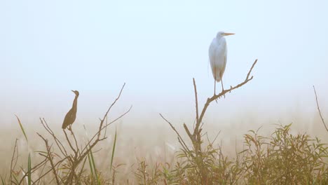 white-egret-head-throw-and-green-heron-perched-on-branches-in-foggy-morning-at-swamp