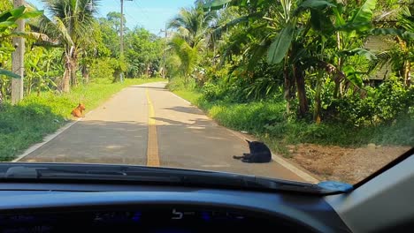 Punto-De-Vista:-Los-Perros-Están-Tirados-En-El-Camino,-Así-Que-Conduzco-Alrededor-De-Ellos-En-Un-Automóvil-En-Un-Camino-De-La-Jungla-En-La-Isla-De-Koh-Chang-En-Tailandia,-Asia