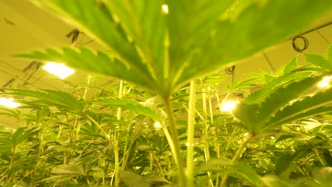 Indoor-Marijuana-Cannabis-Plants-Grow-house,-Tall-pot-leafs-under-grow-house-lights-for-medical-treatment