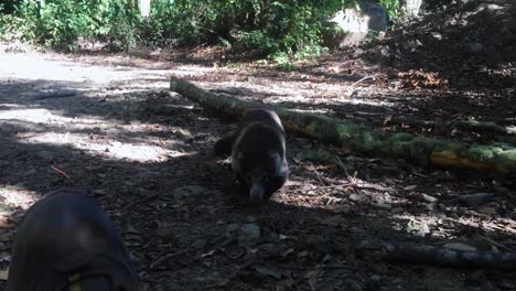 Coati-Animal-Carefully-Approaching-to-Human-Foot-on-Trail-in-Panama-Wilderness