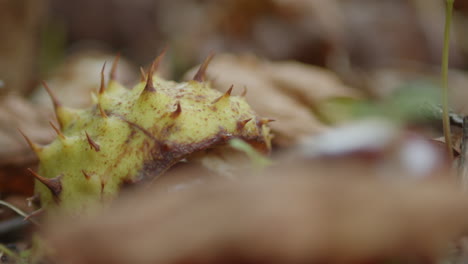 Horse-chestnut-fruit-lies-open-in-leaves-on-ground,-macro