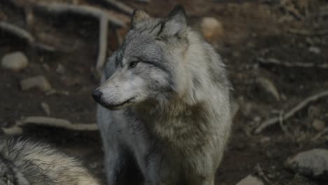 High-Frame-Rate-Slow-Motion-of-beautiful-hungry-Grey-Wolf-licking-lips