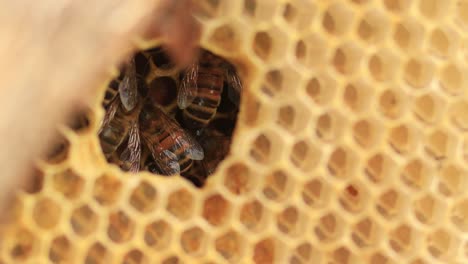 Opening-in-a-honeycomb-showing-a-couple-of-wild-Apis-Mellifera-Carnica-or-European-Honey-Bees-working-on-the-structure-inside