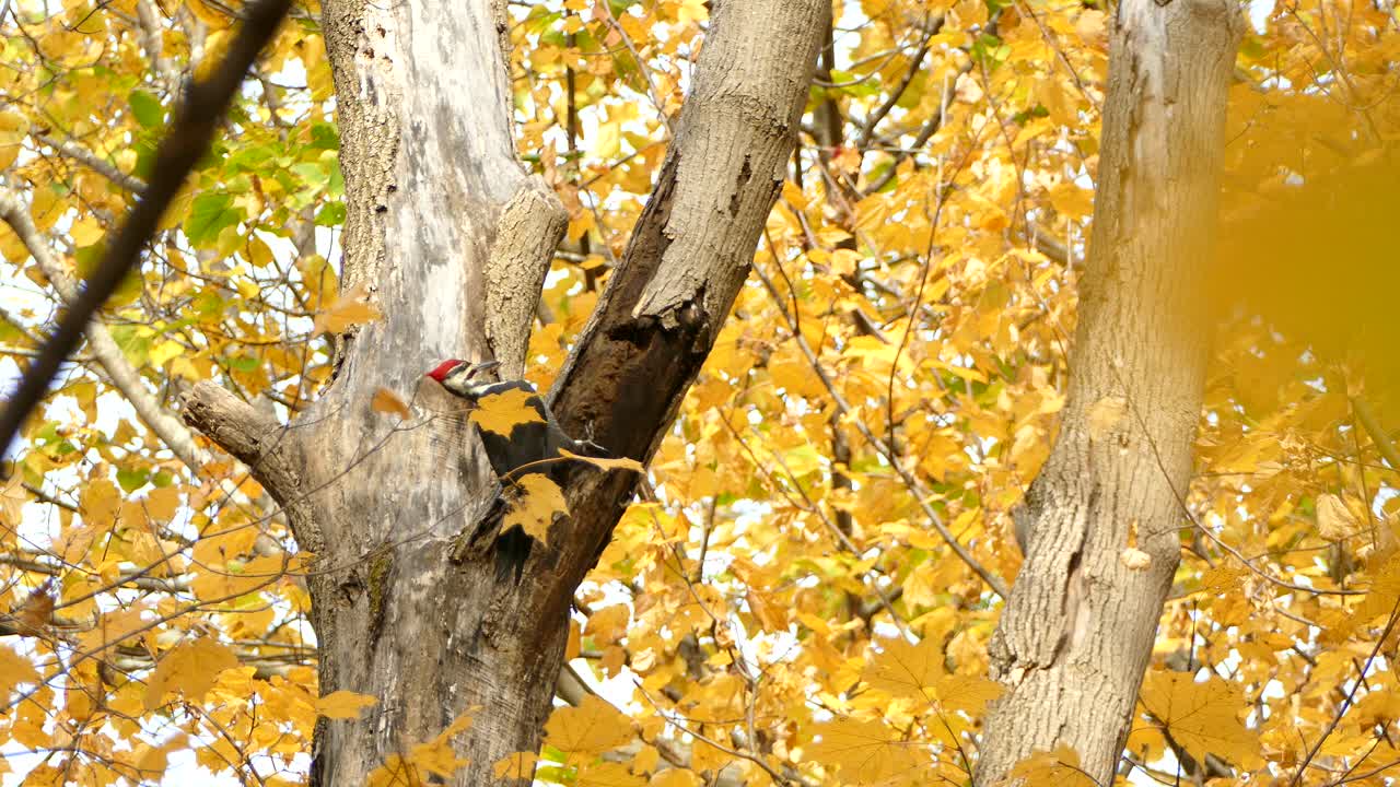 Premium Stock Video Pileated Woodpecker Destroying The Heck Out Of A