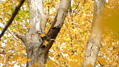 Pileated-woodpecker-destroying-the-heck-out-of-a-tree-with-bark-falling-off