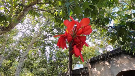 Arc-on-a-brilliant-red-Canna-Lilly-at-the-Tlaquepaque,-Arts-and-Shopping-Village,-Sedona,-Arizona