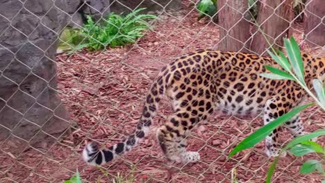 Cheetah-Walks-Behind-Fence-Inside-Enclosure-At-Zoo