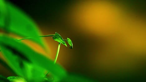 Small-green-leaf-plant-in-the-Brazilian-Savanna---macro-isolated-view