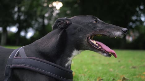 Greyhound-dog-panting-portrait-side-view-close-up