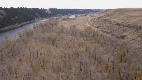 Aerial-flight-over-gnarled-Cottonwood-trees-in-prairie-river-valley