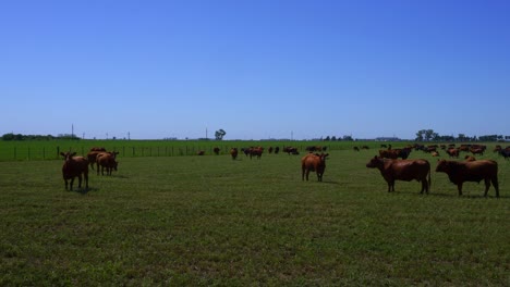 Rinder-Weiden-An-Einem-Sonnigen-Tag-Am-Vormittag-Auf-Einem-Feld