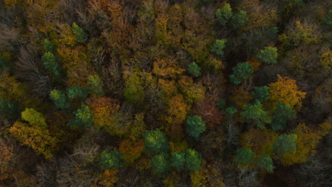 Flying-Over-Deciduous-Forest-Trees-During-Fall-Season-In-Witomino,-Gdynia-Poland,-Aerial-Drone-Shot