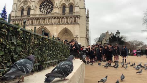 Pigeons-Next-to-Paris-Notre-Dame-Cathedral-Slow-Motion-4K