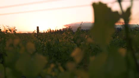 Sunset-behind-a-row-of-vines-at-a-vineyard-during-dusk-in-Waipara,-New-Zealand