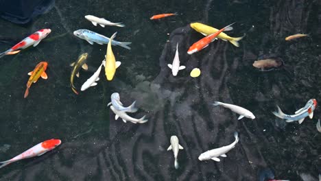 Carpa-Elegante-Nadando-En-Un-Estanque,-Carpa-Koi-De-Color-Grupal-En-Agua-Reflejada,-Pez-Dorado-En-El-Estanque