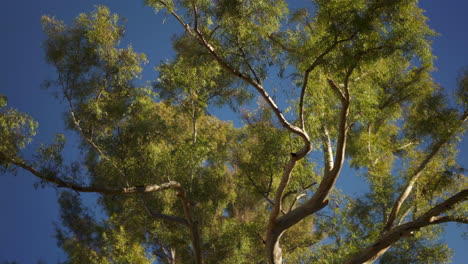 Hermoso-árbol-Viejo-En-El-Parque-De-La-Ciudad-De-Verano,-Vista-Abstracta-Mirando-Hacia-Arriba