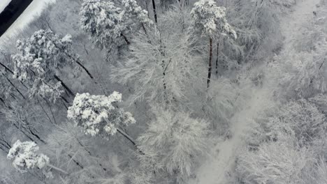 Winter-look-up-shot---from-a-top-view-at-snow-covered-trees-up-to-a-white-powder-city---90-degrees-upswing