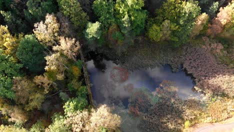 Top-down-aerial-view-of-freshwater-swamp-forest-in-Sweden,-day,-rising