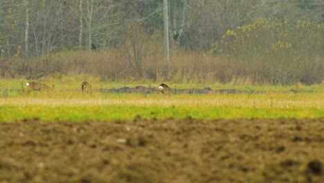 Group-of-young-European-roe-deer-walking-and-eating-on-a-field-in-overcast-autumn-day,-medium-shot-from-a-distance