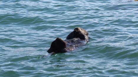 Sea-otter-resting-on-its-back-with-eyes-closed-in-Moss-Landing-Harbor-in-Monterey-Bay,-Central-California