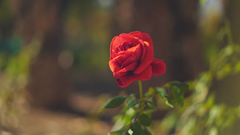 Beautiful-red-rose-flower-in-garden-sunlight,-arc-shot-closeup