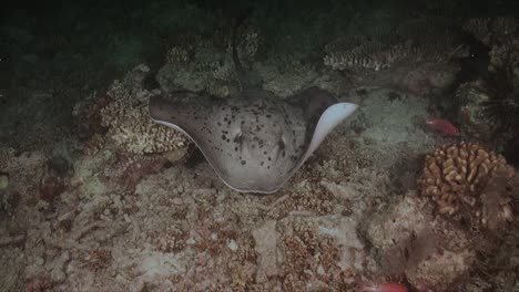 Schwarzfleckiger-Stachelrochen,-Der-Nachts-über-Korallenriff-Schwimmt
