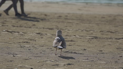 Seagull-watches-people-walk-by-on-the-beach
